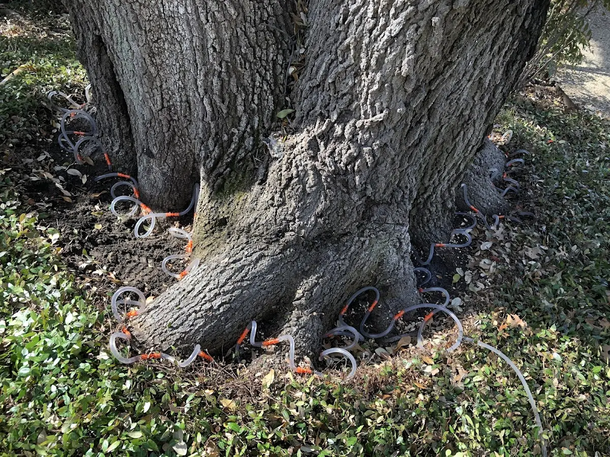 Detailed Shrub and Hedge Trimming job site in Canova